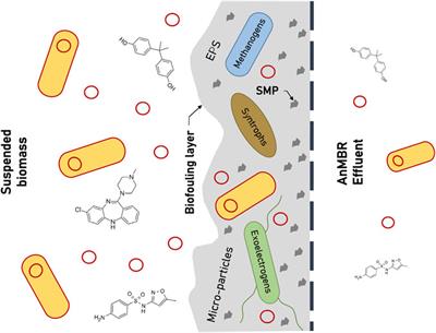 Considering the Prospect of Utilizing Anaerobic Membrane Biofouling Layers Advantageously for the Removal of Emerging Contaminants